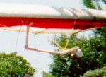 click the image for a larger photo