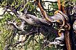 Sonoma Wings Excellent Adventure in the Owens Valley